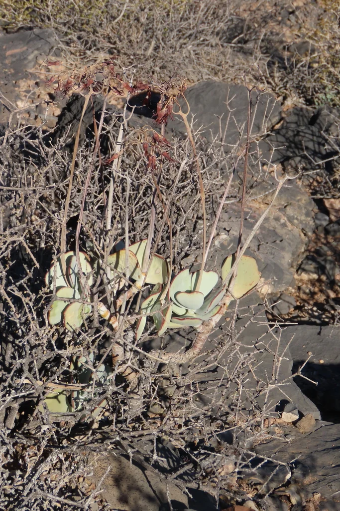 Cotyledon Orbiculata