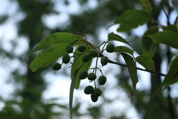 Viburnum Lentago