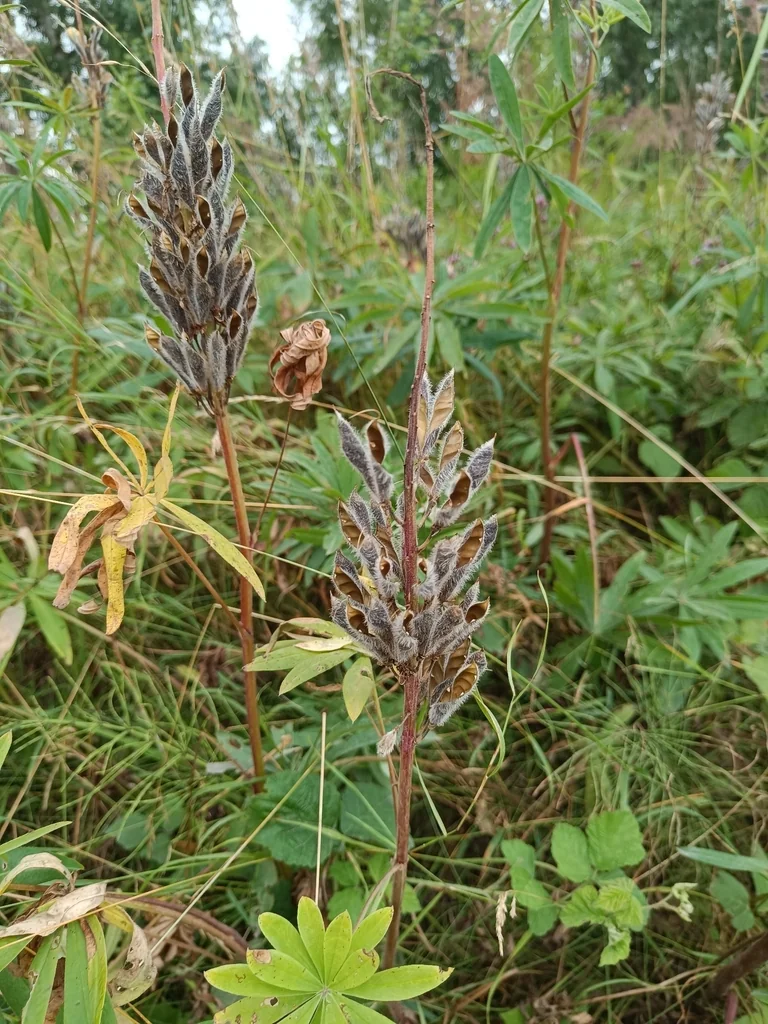 Lupinus Polyphyllus