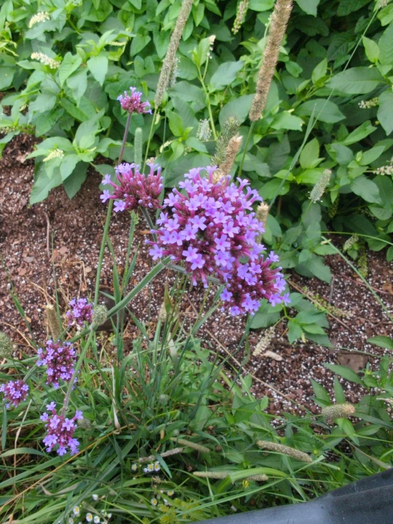 Verbena Bonariensis