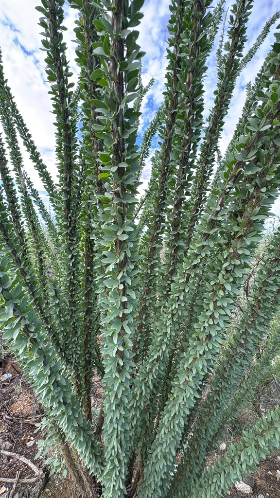 Fouquieria Splendens