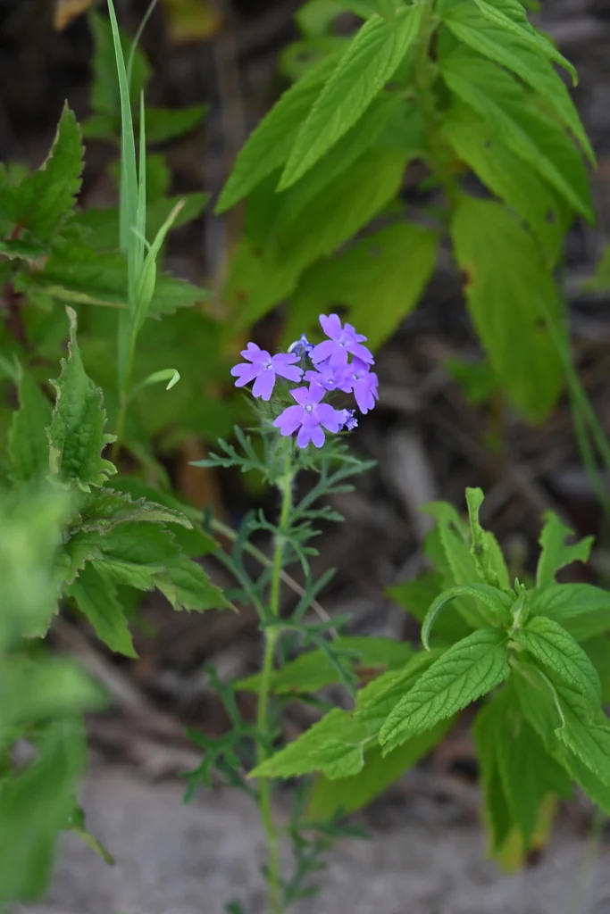 Glandularia Bipinnatifida