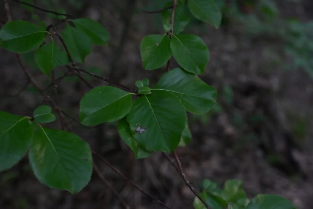 Viburnum rufidulum