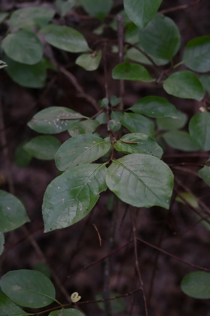 Viburnum rufidulum