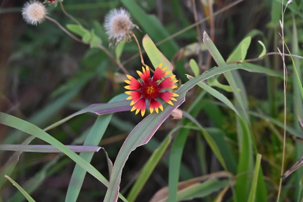 Gaillardia Pulchella
