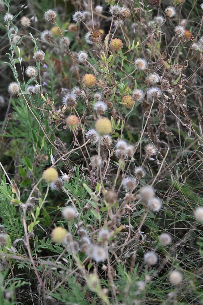 Gaillardia Pulchella