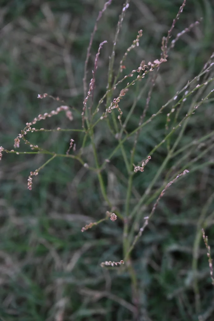 Verbena Halei