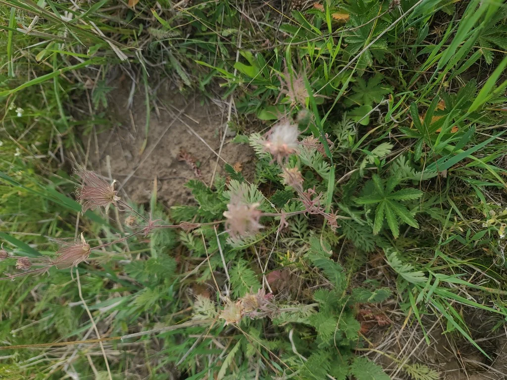 Geum Triflorum