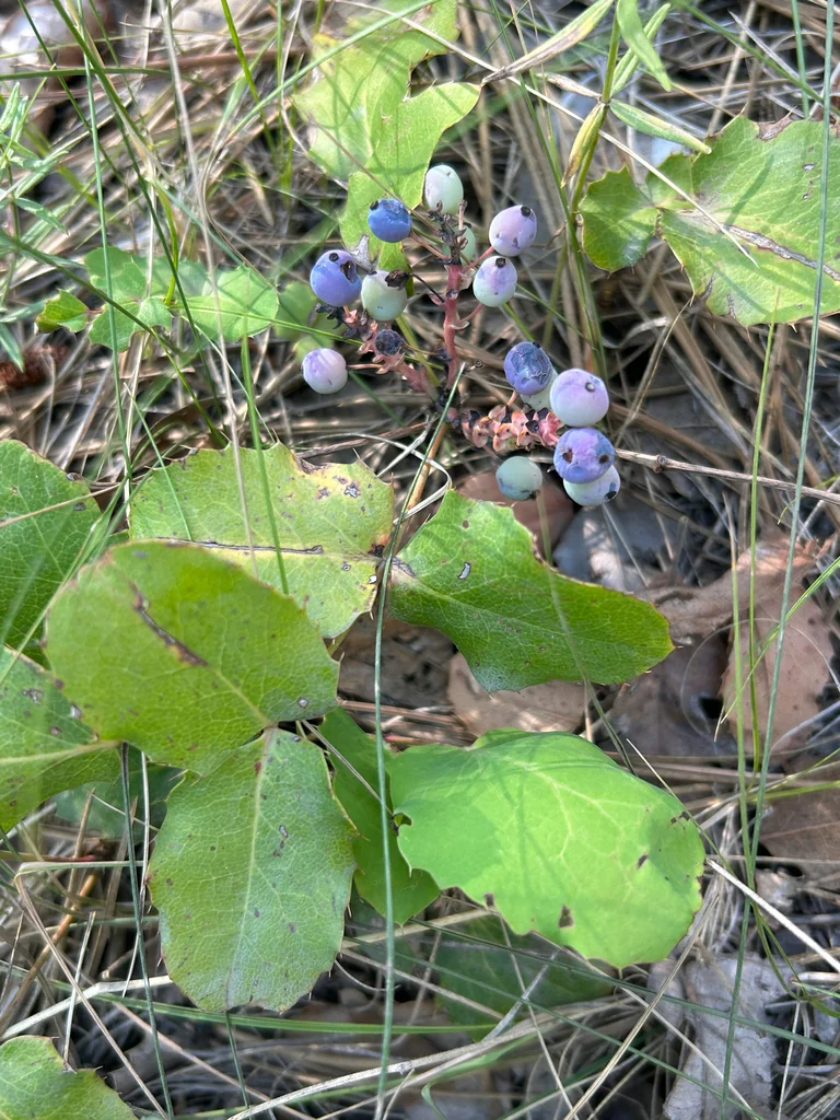 Mahonia Repens