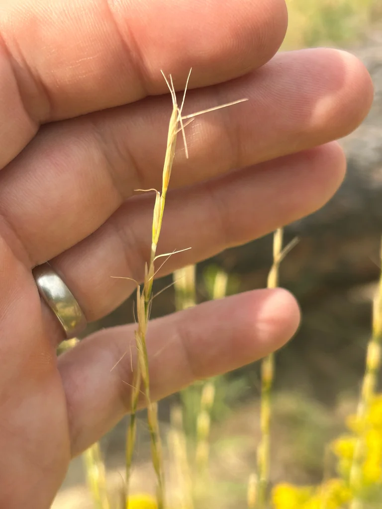 Pseudoroegneria Spicata