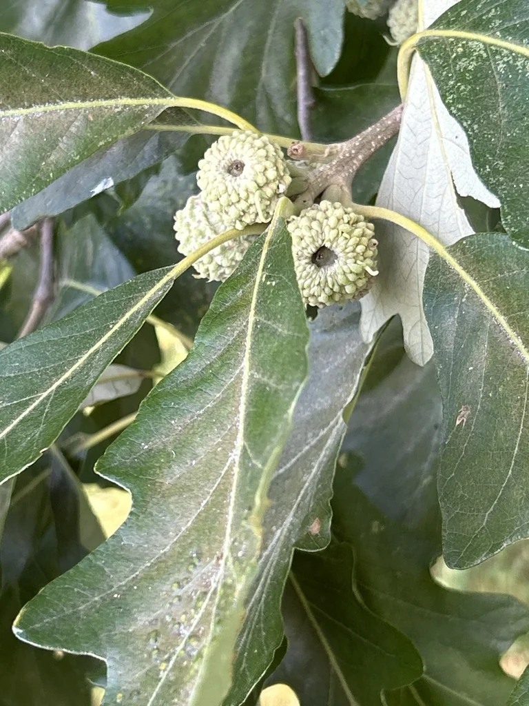 Quercus Bicolor