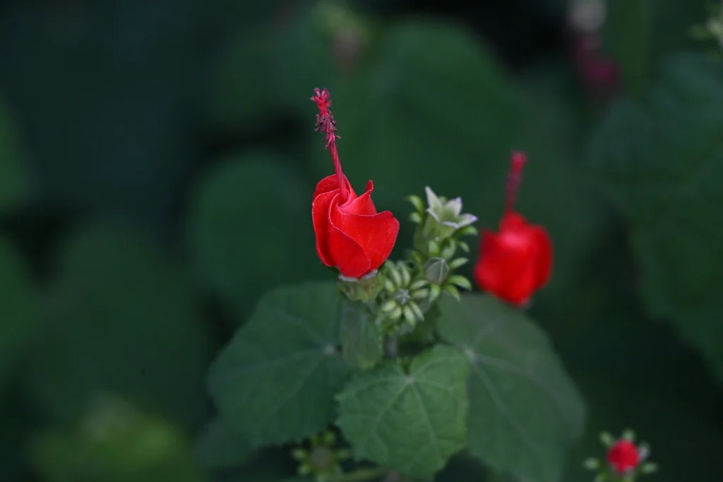 Malvaviscus Arboreus