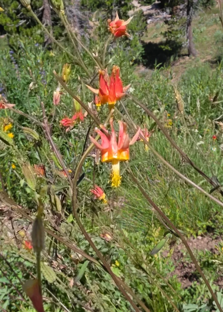 Aquilegia Formosa