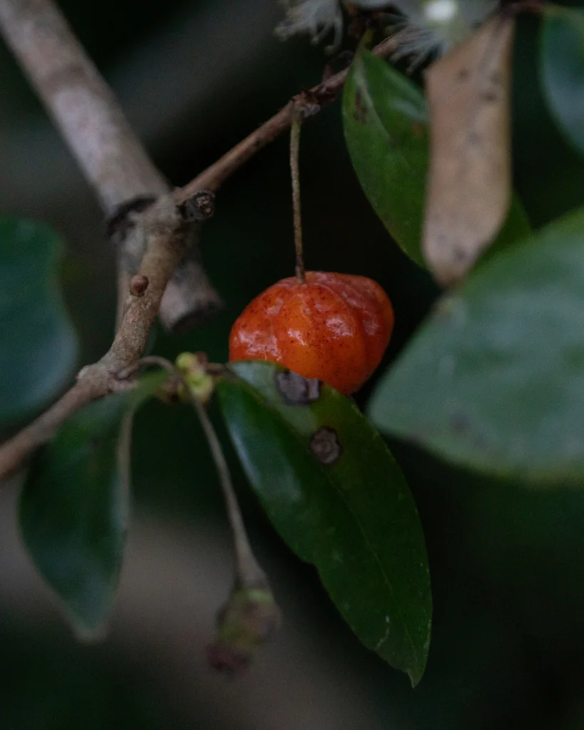 Eugenia Uniflora