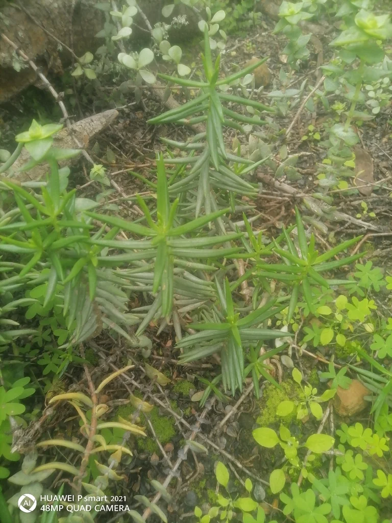 Crassula Tetragona