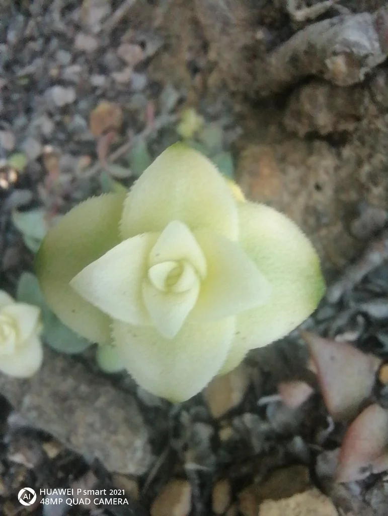 Crassula Perforata