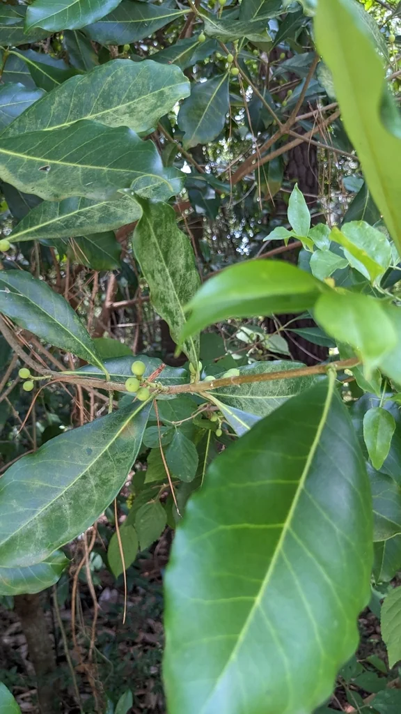 Osmanthus Americanus