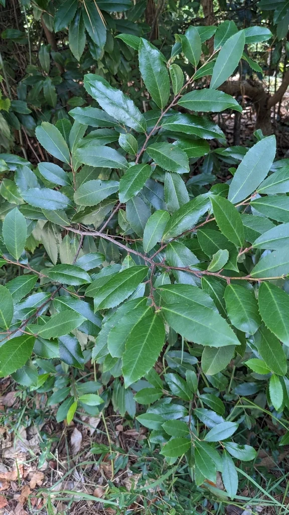 Prunus Caroliniana
