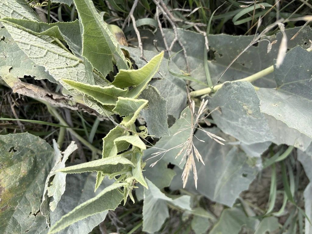 Cucurbita Foetidissima