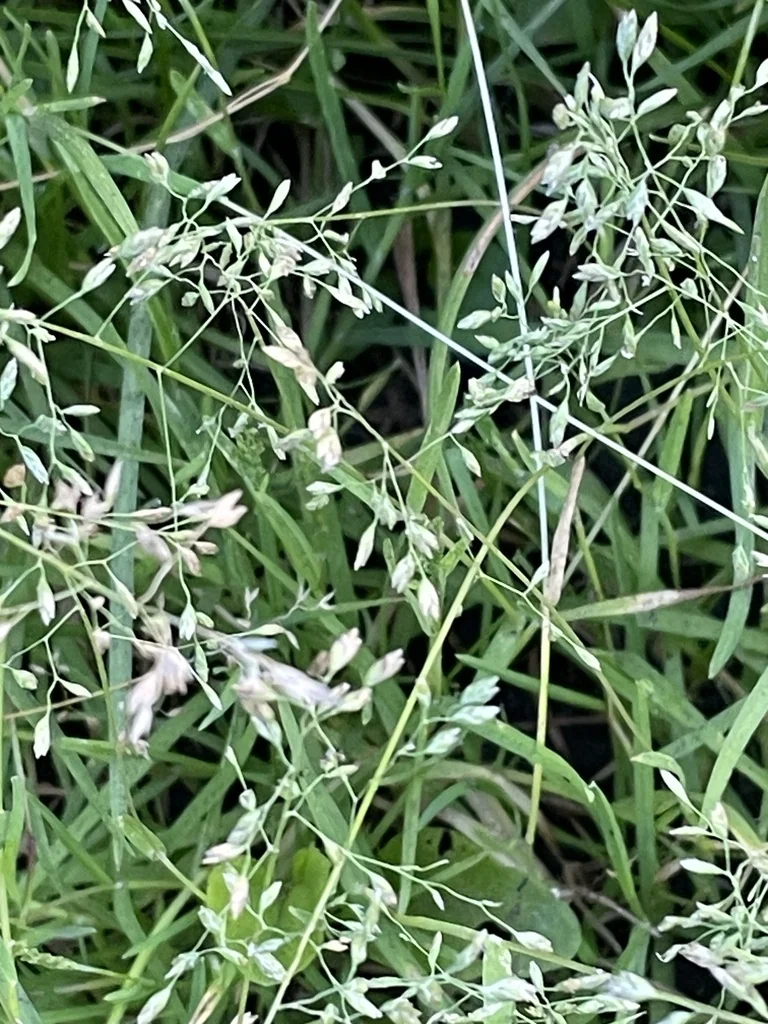 Poa Annua