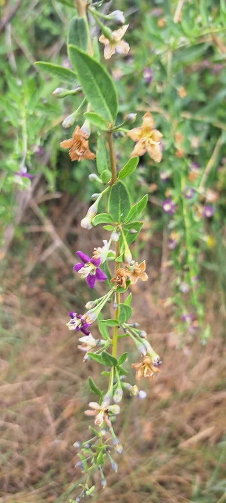 Lycium Barbarum