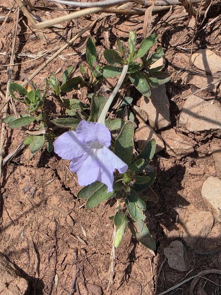 Ruellia Humilis