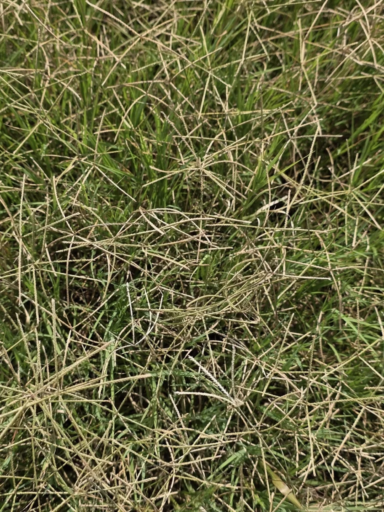Cynodon Dactylon