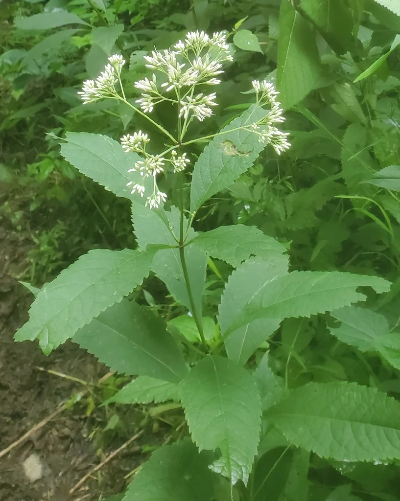 Eupatorium Purpureum