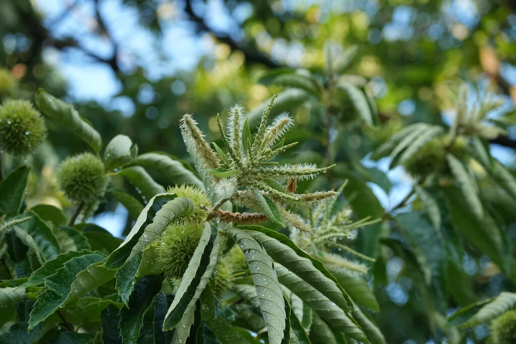 Castanea Mollissima