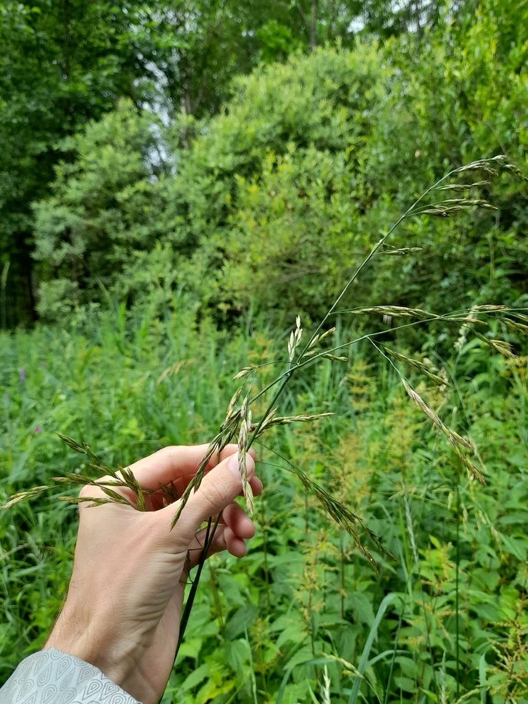 Festuca arundinacea