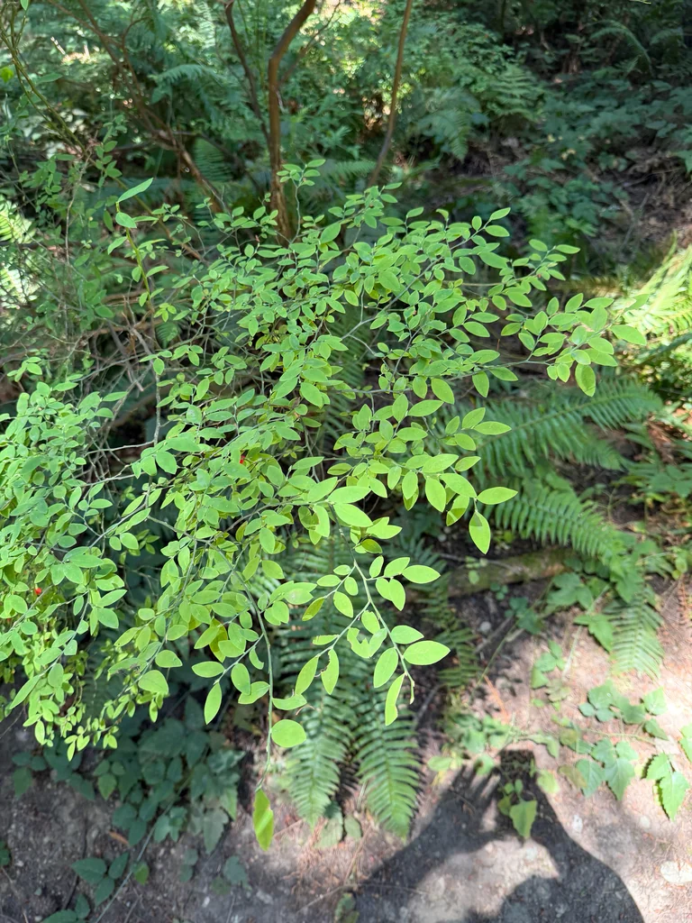 Vaccinium Parvifolium