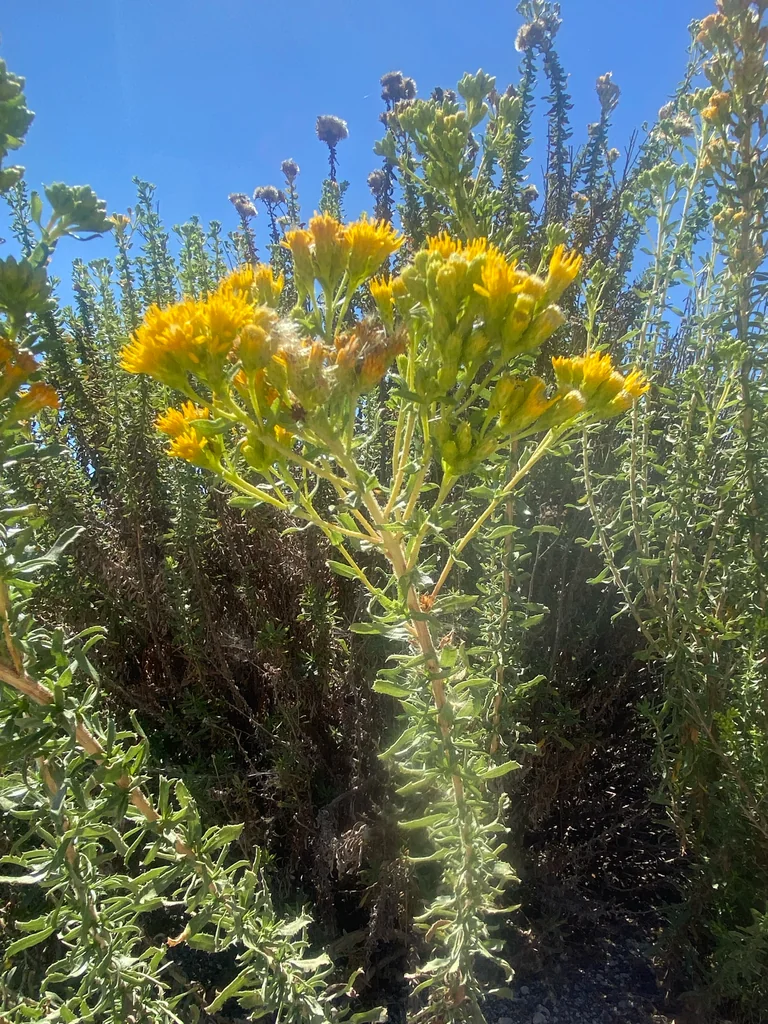 Isocoma Menziesii