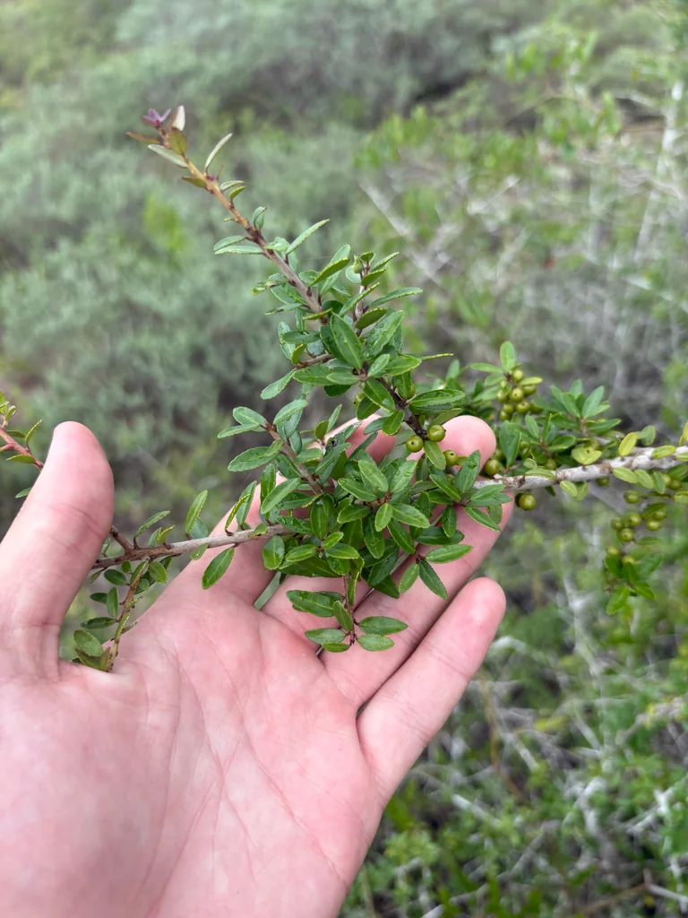 Ilex Vomitoria