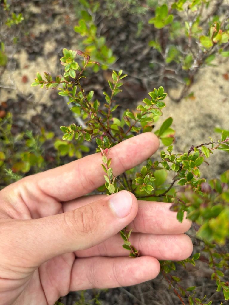 Vaccinium Darrowii