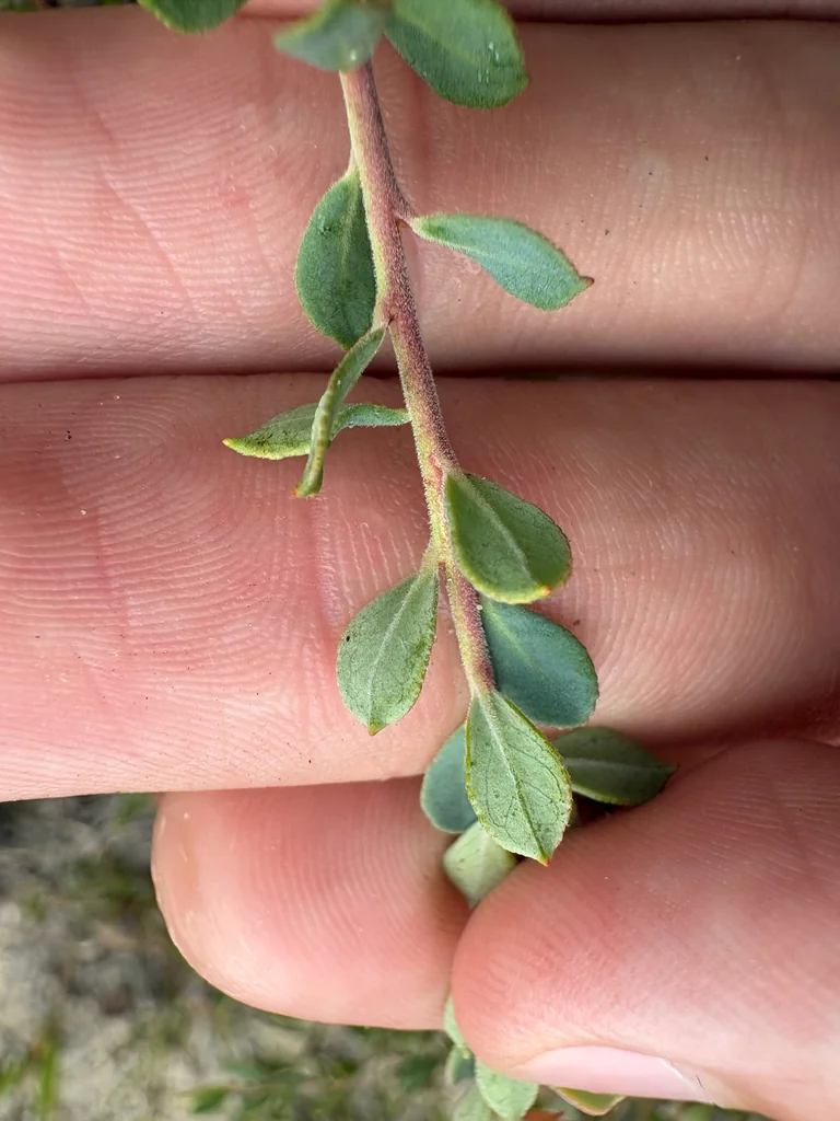 Vaccinium Darrowii
