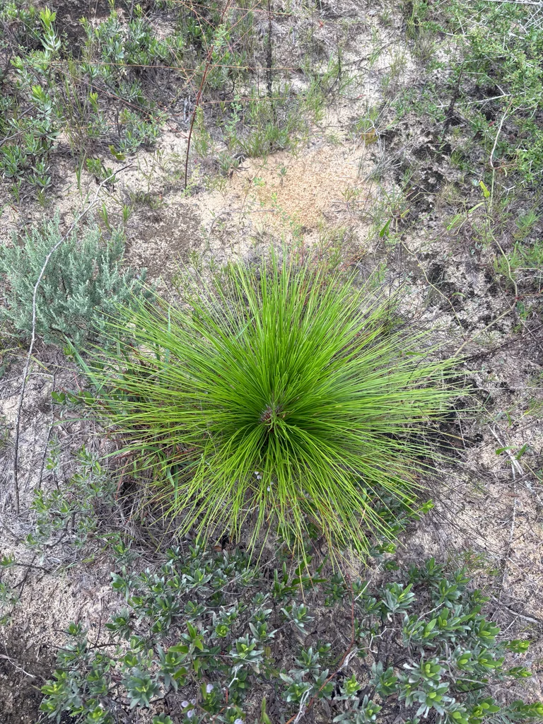Pinus Palustris