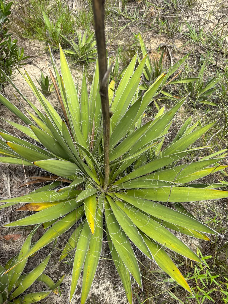 Yucca Filamentosa