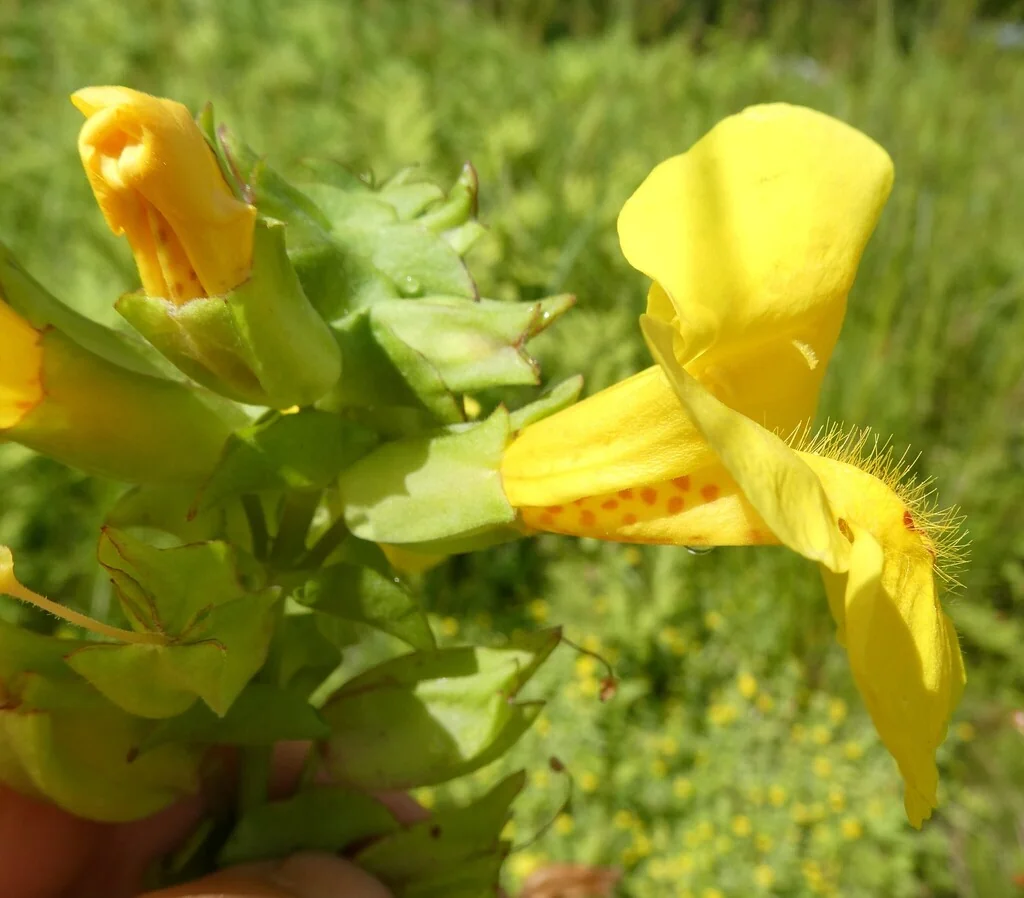 Mimulus Guttatus