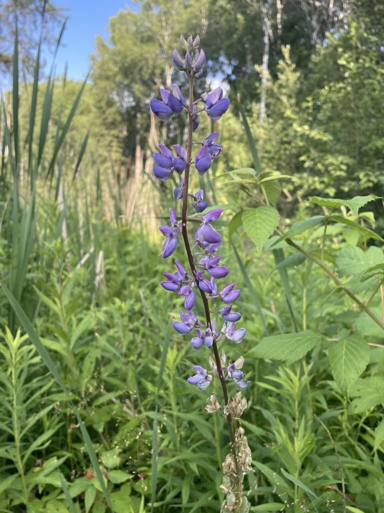 Lupinus Polyphyllus