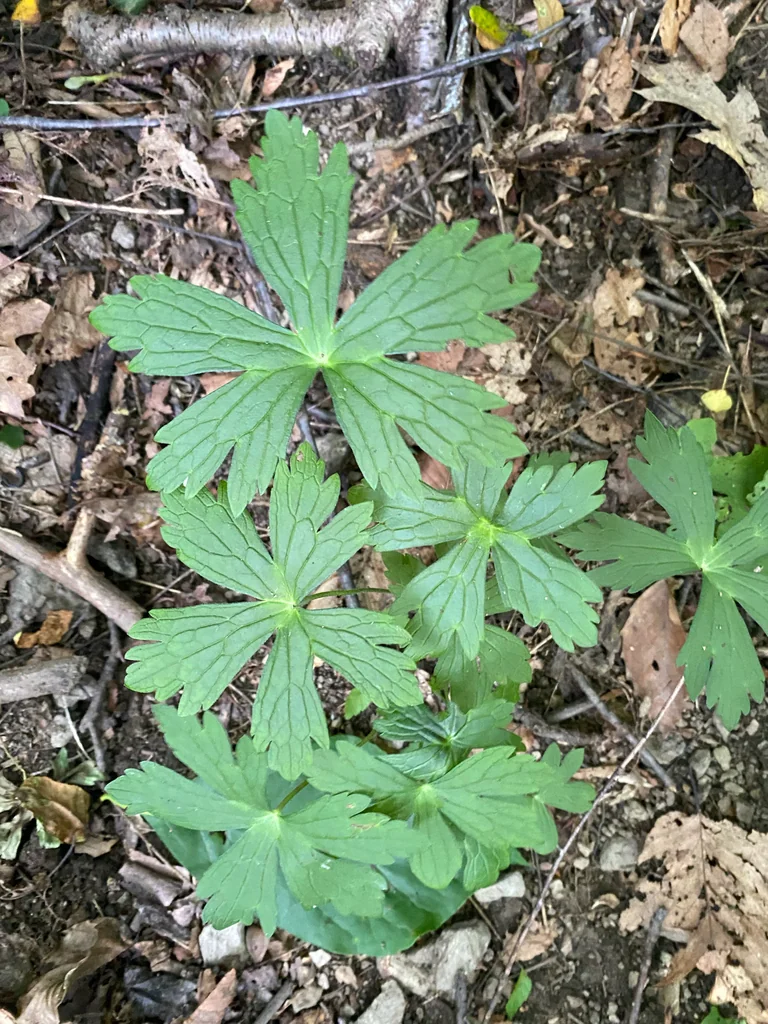 Geranium Maculatum