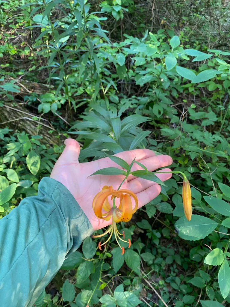 Lilium Superbum