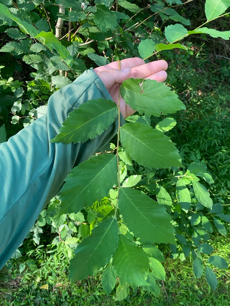 Ulmus Americana