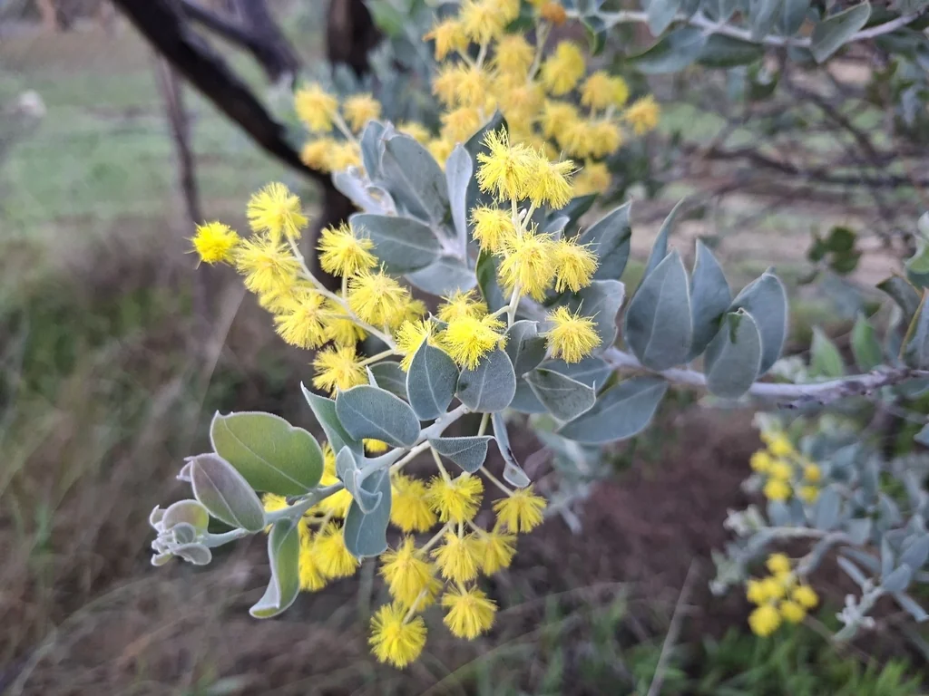 Acacia Podalyriifolia