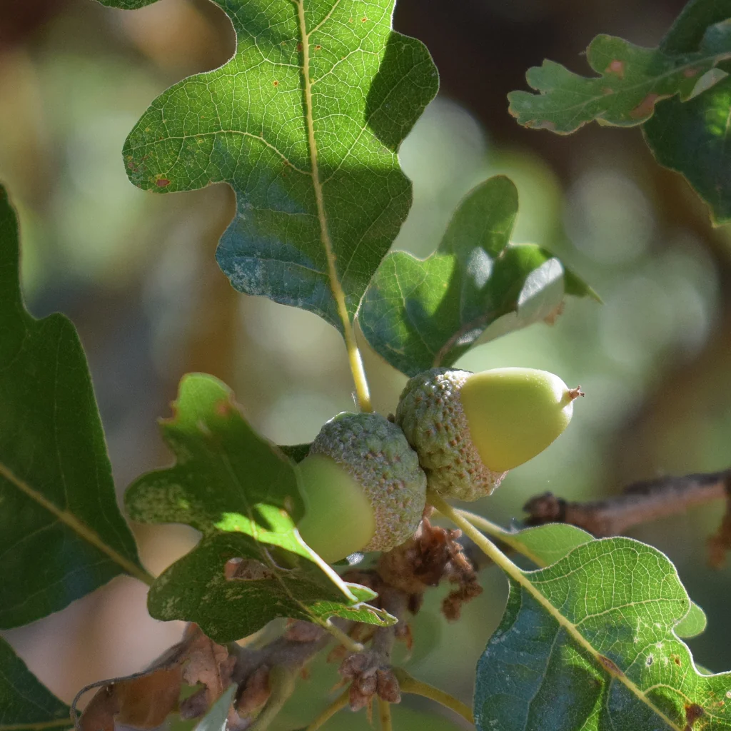 Quercus Lobata