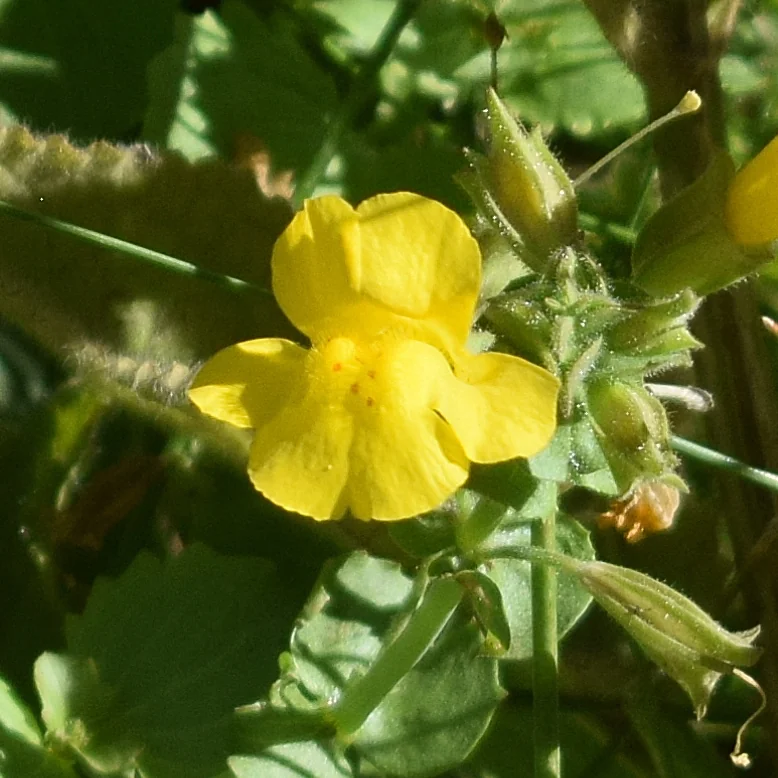 Mimulus Guttatus