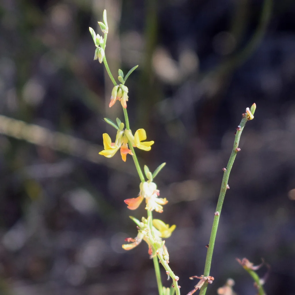 Lotus Scoparius
