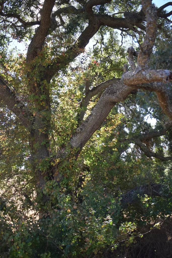 Quercus Lobata