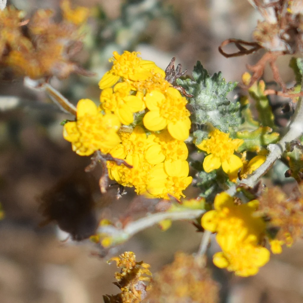 Eriophyllum Confertiflorum