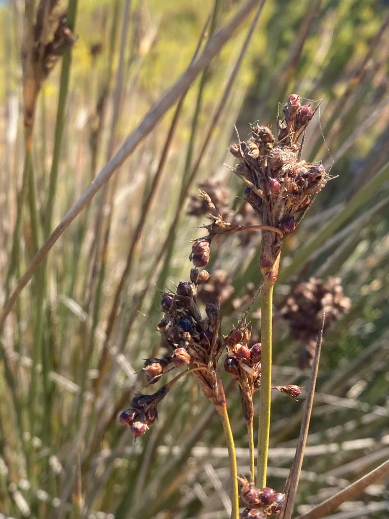 Juncus Acutus