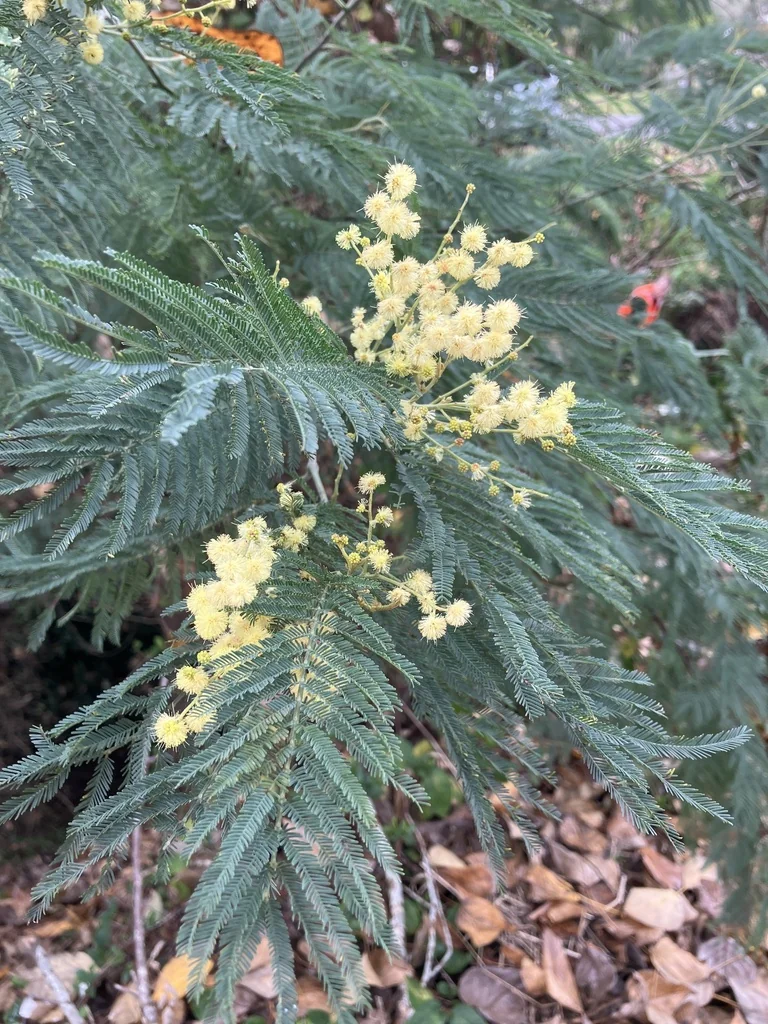 Acacia Dealbata